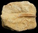 Bargain Fossil Plesiosaur Tooth In Rock #44841-1